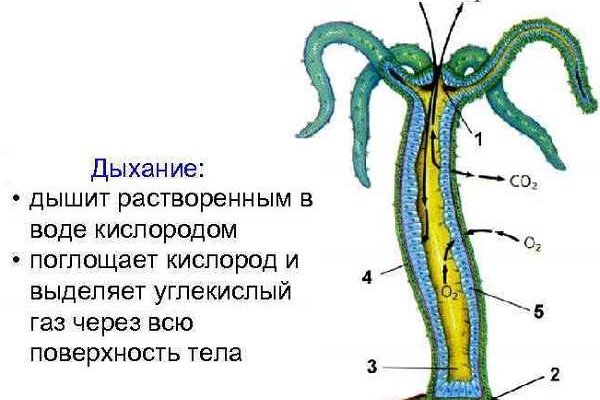 Кракен ссылка market pw