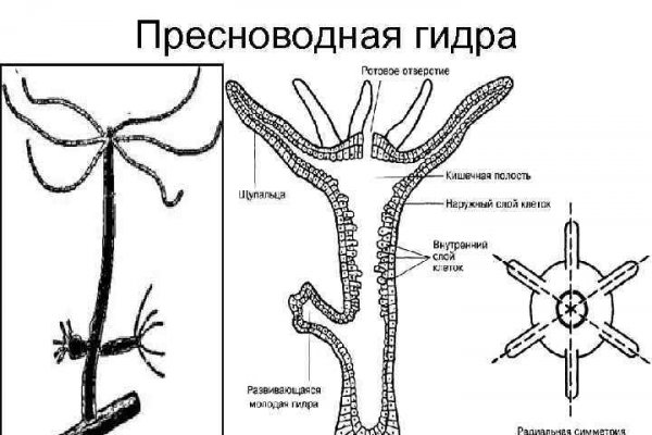 Kraken whitenet market ссылка